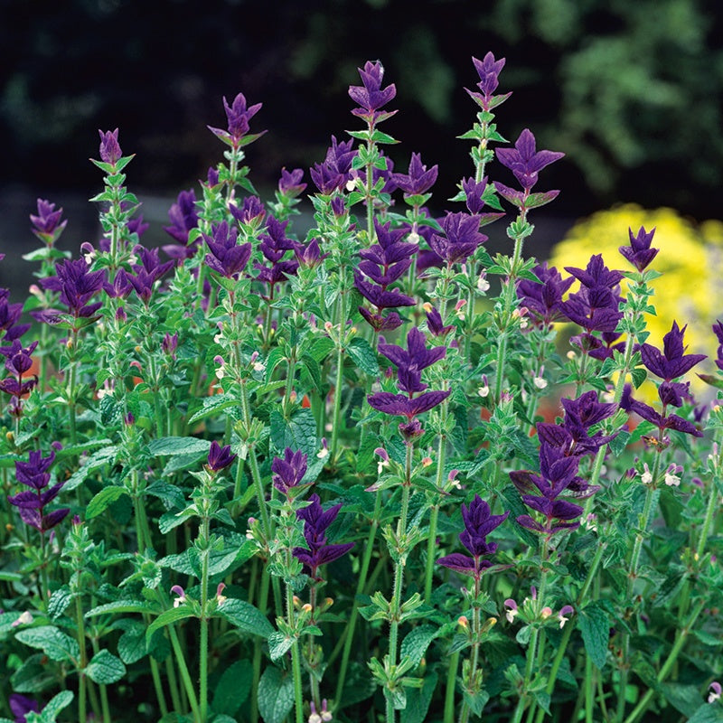 Salvia Oxford Blue Seeds