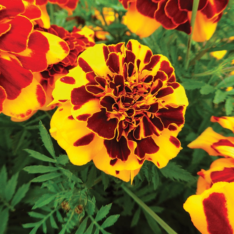 Marigold (French) Goldiluxe Seeds
