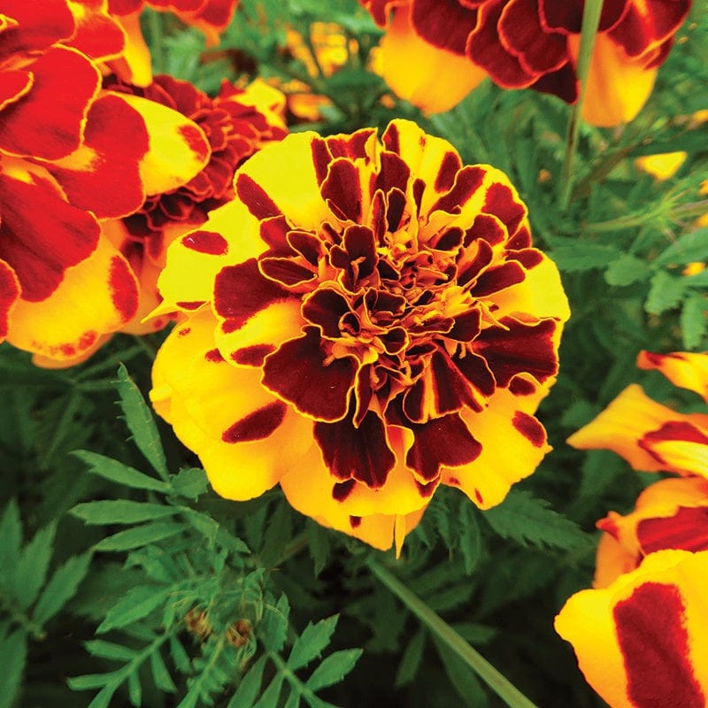 dt-brown FLOWER SEEDS Marigold (French) Goldiluxe Flower Seeds