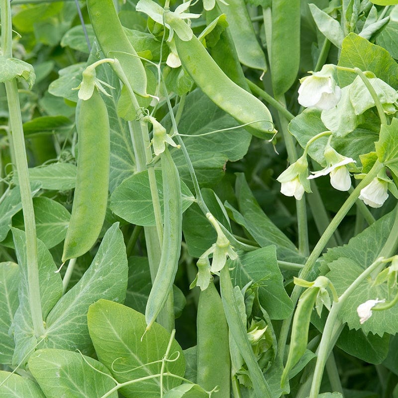 dt-brown VEGETABLE SEEDS Pea Champion Of England Seeds