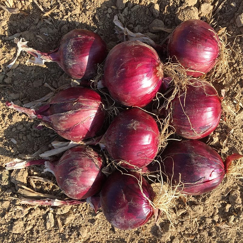 DT Brown VEGETABLE SEEDS Onion (Globe) Redlander F1 Seeds