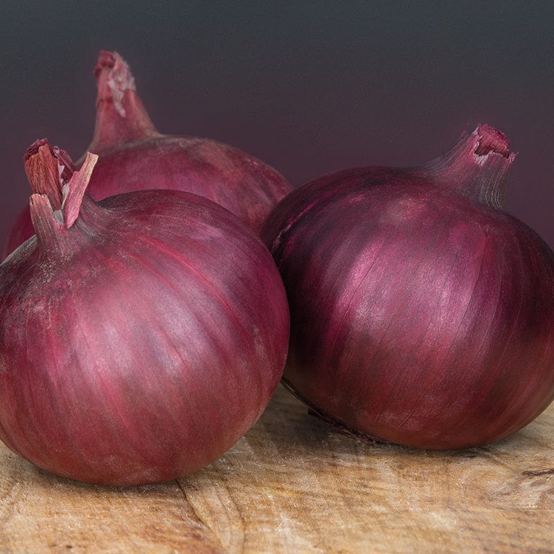 dt-brown VEGETABLE SEEDS Onion (Globe) Redlander F1 Seeds