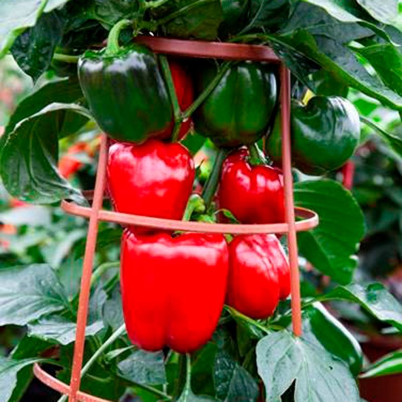Sweet Pepper Big Ben Seeds