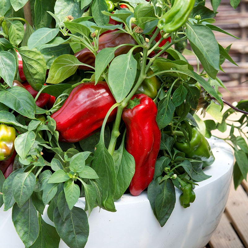 Sweet Pepper Paragon Seeds