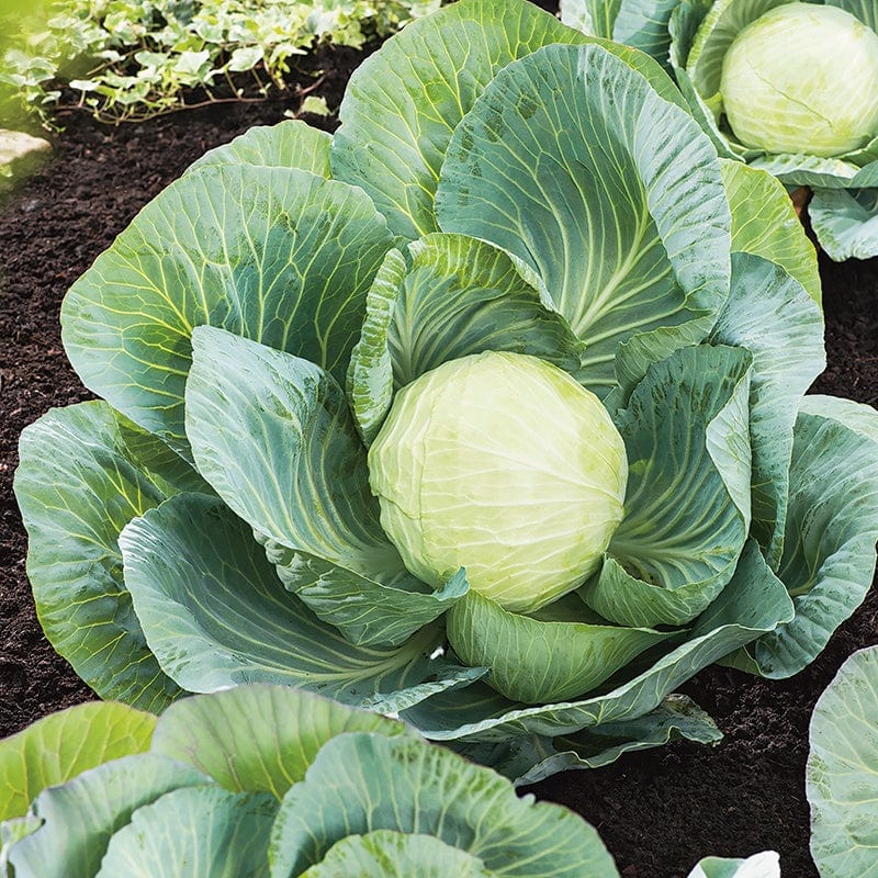 dt-brown VEGETABLE SEEDS Cabbage Kilastor F1 Seeds