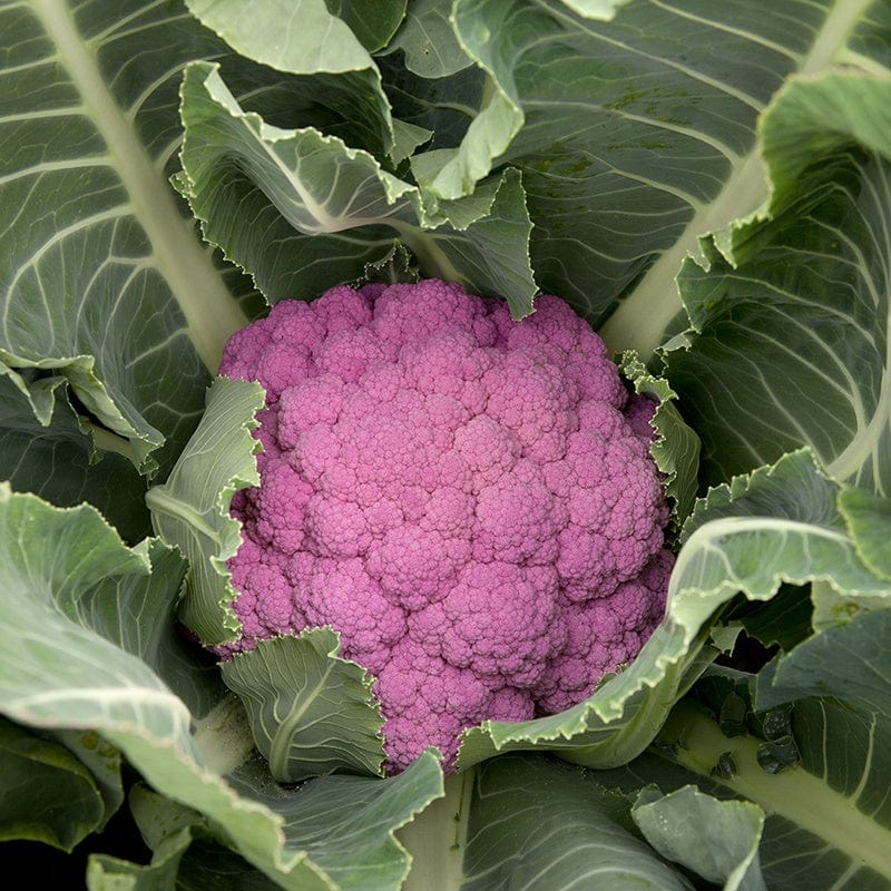 Cauliflower De Purple F1 Seeds