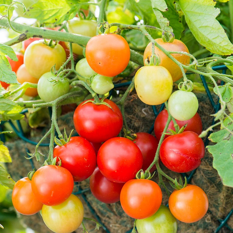 Tomato (Cherry) Siderno F1 Seeds