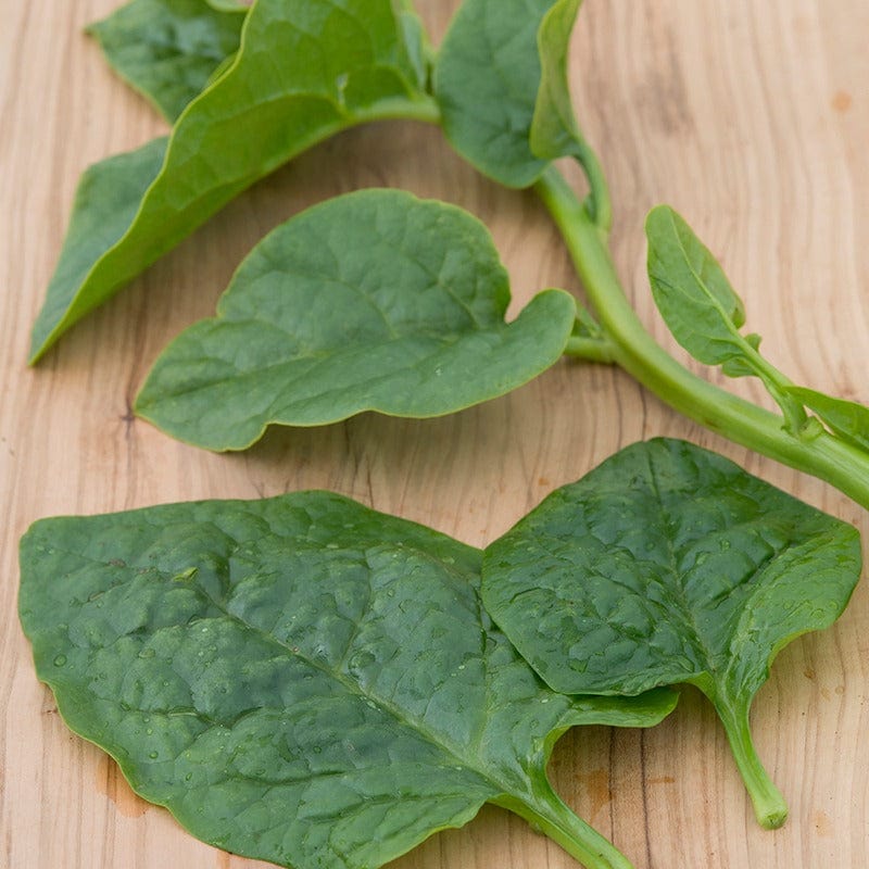 dt-brown VEGETABLE SEEDS Spinach (Climbing) Malabar Spinach Seeds