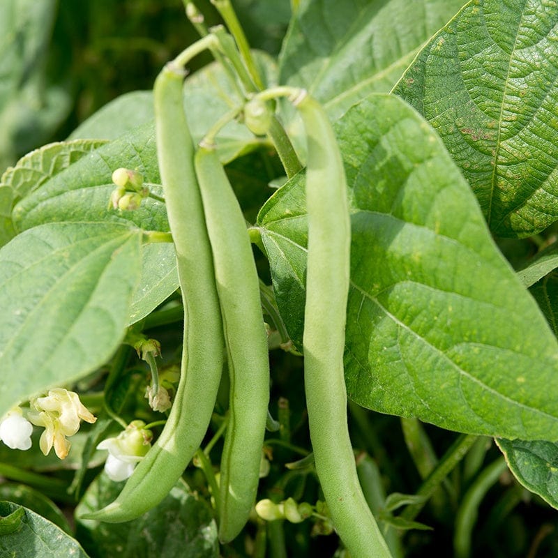 dt-brown VEGETABLE SEEDS French Bean Empress Seeds