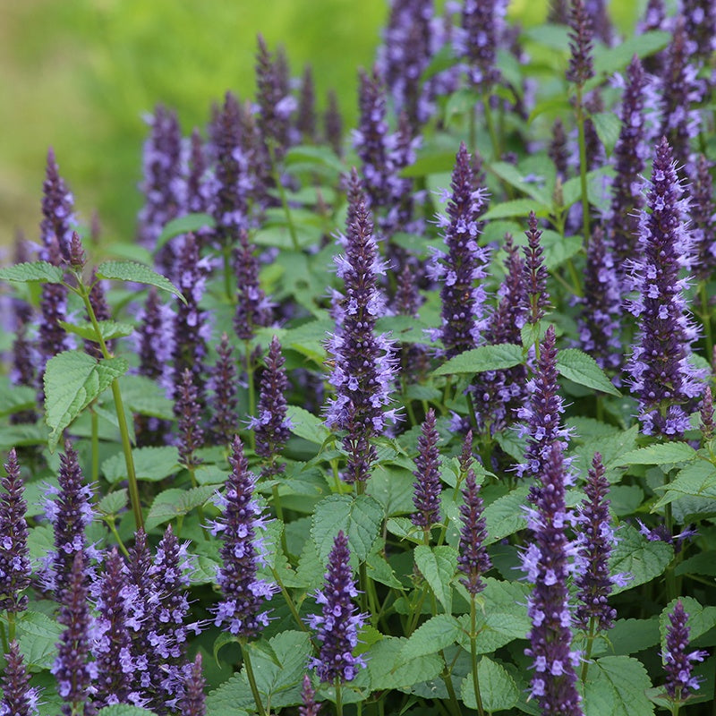 Agastache Astello Indigo Seeds