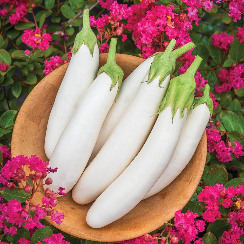 Aubergine White Knight F1 Seeds