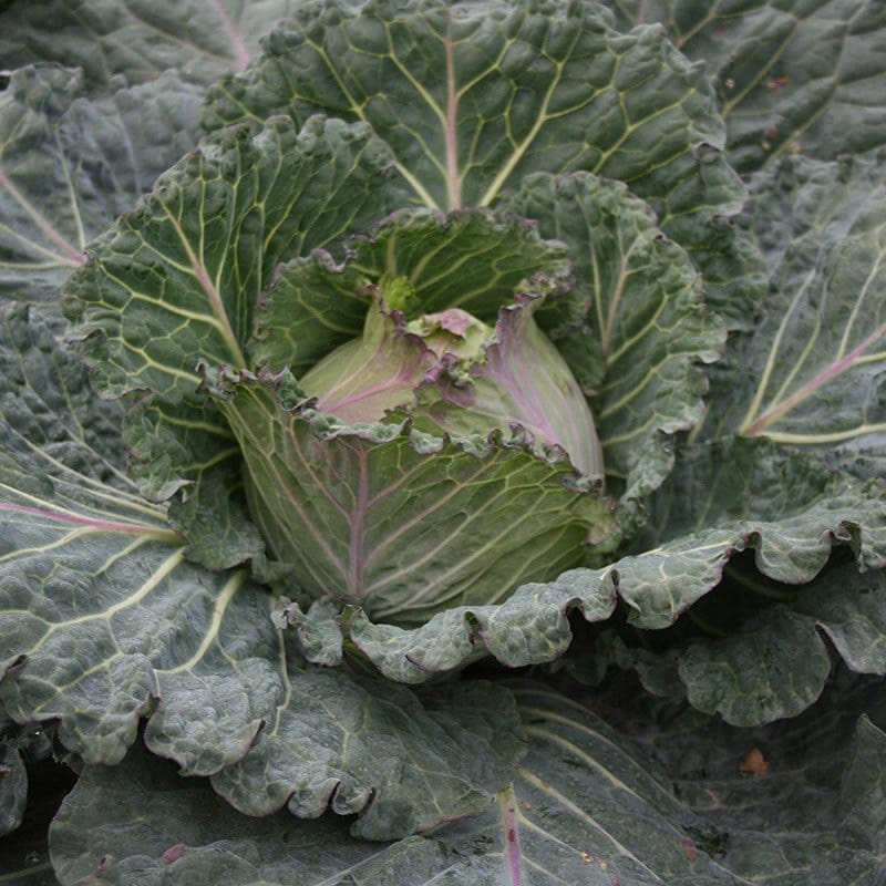 dt-brown VEGETABLE SEEDS Cabbage Marabel F1 Seeds