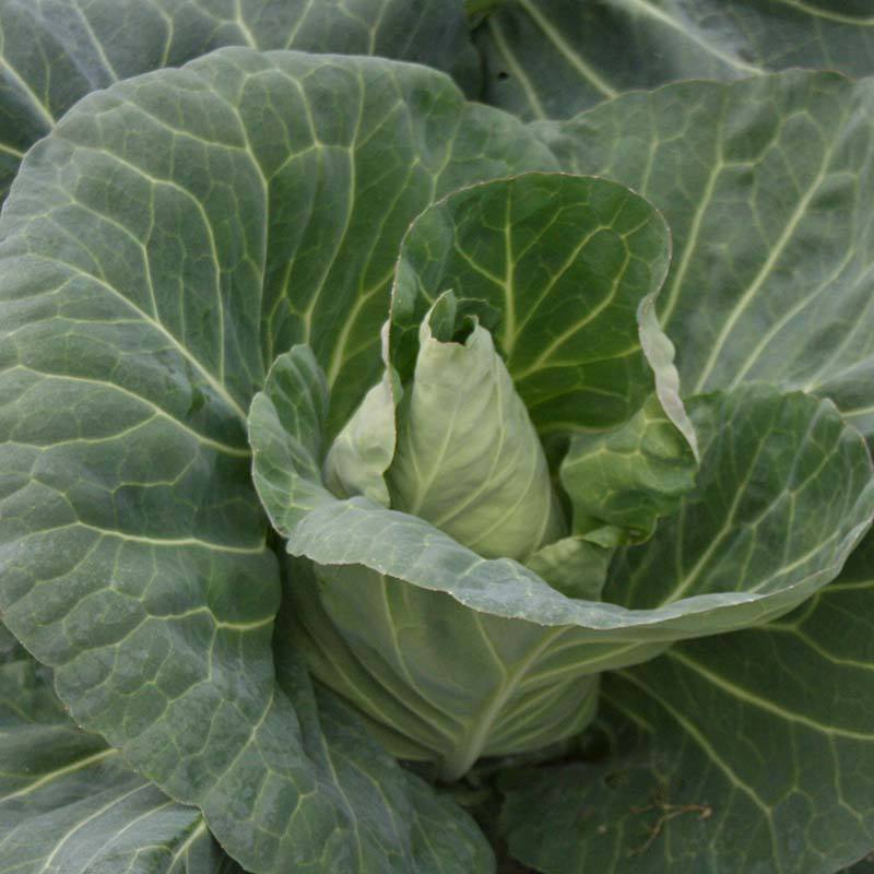 dt-brown VEGETABLE SEEDS Cabbage Tantour F1 Seeds