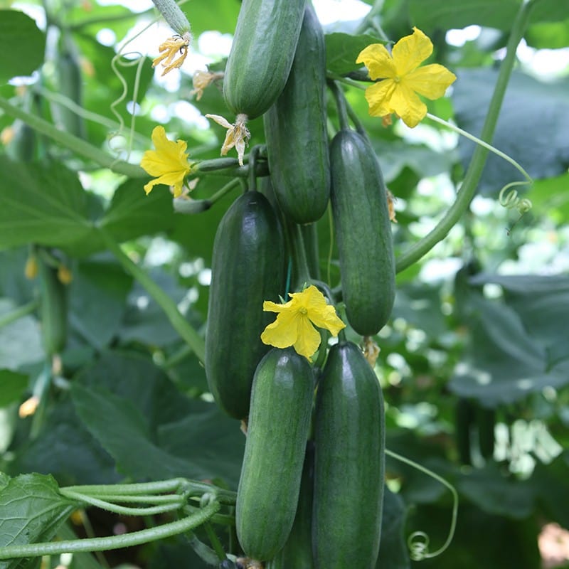 dt-brown VEGETABLE SEEDS Cucumber Lunch Box F1 Seeds