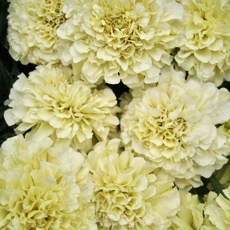 Marigold (African) Buttercream F1 Seeds