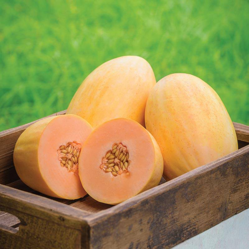dt-brown VEGETABLE SEEDS Melon Mangomel F1 Seeds