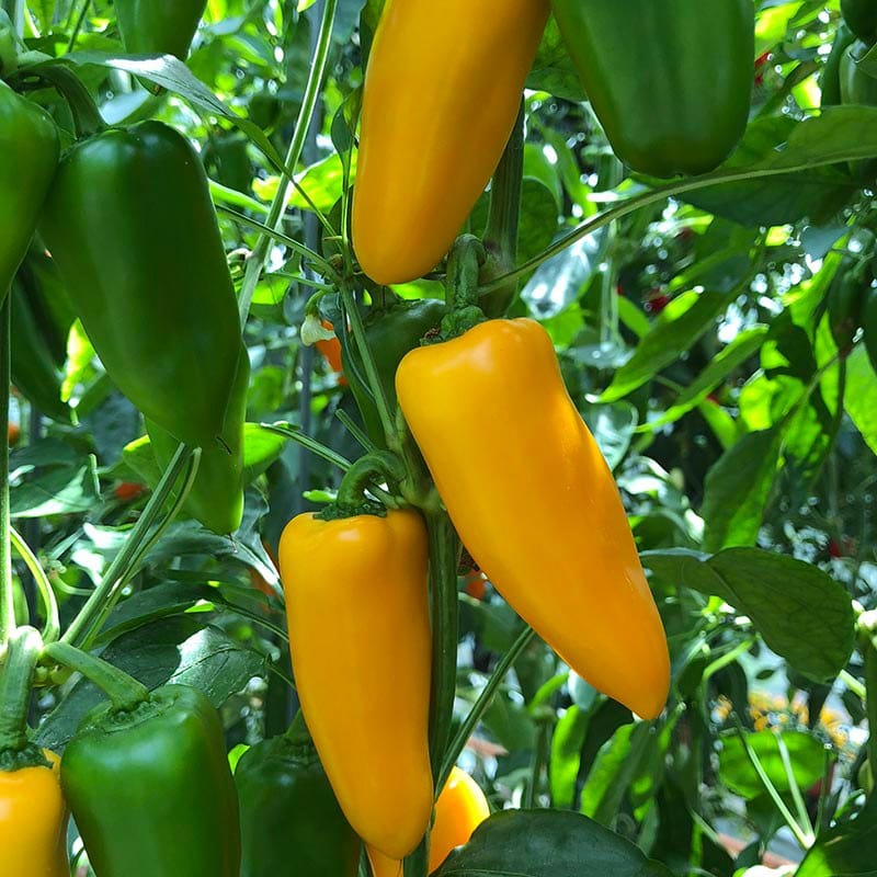 dt-brown VEGETABLE SEEDS Pepper (Sweet) Snacking Yellow Seeds