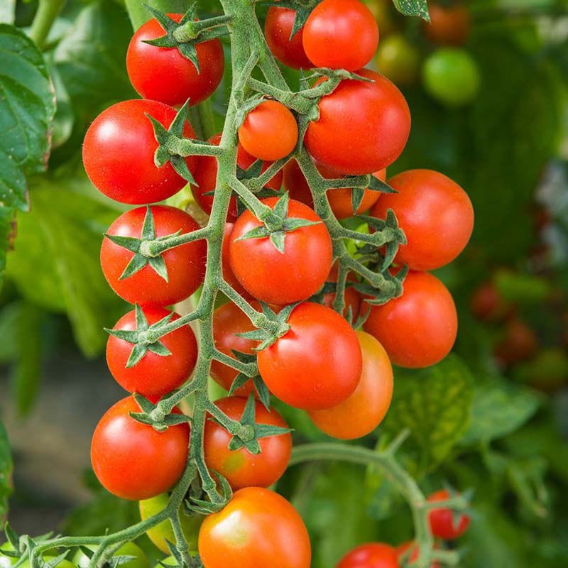 dt-brown VEGETABLE SEEDS Tomato Arielle F1 Seeds