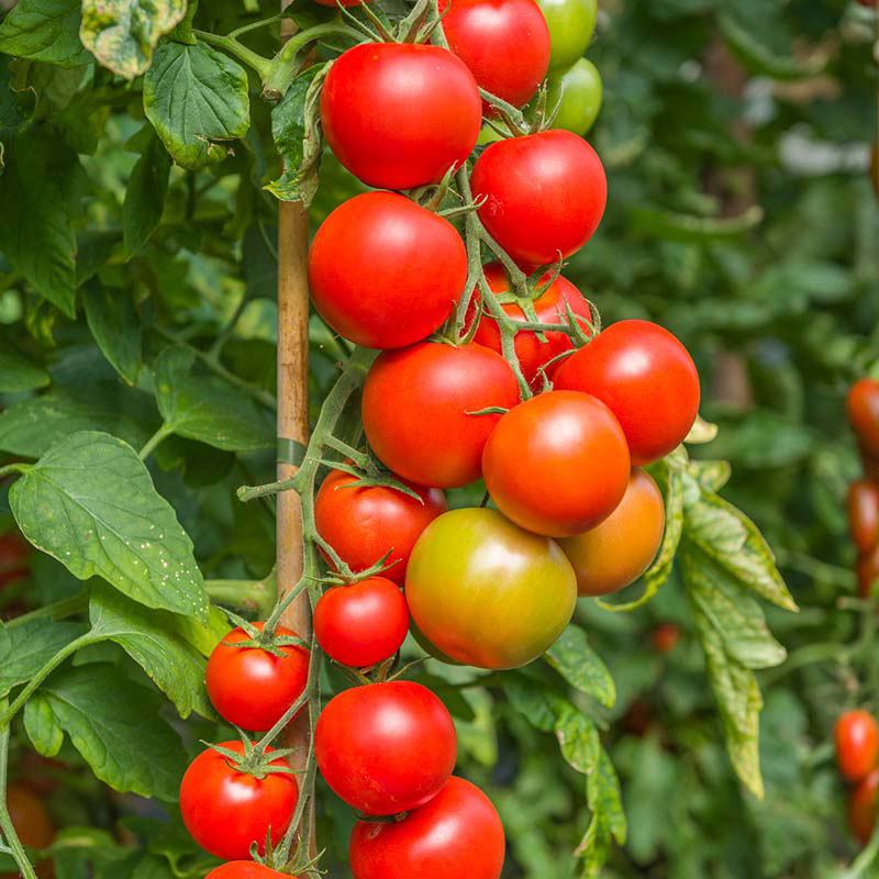 Tomato Maisey F1 Seeds