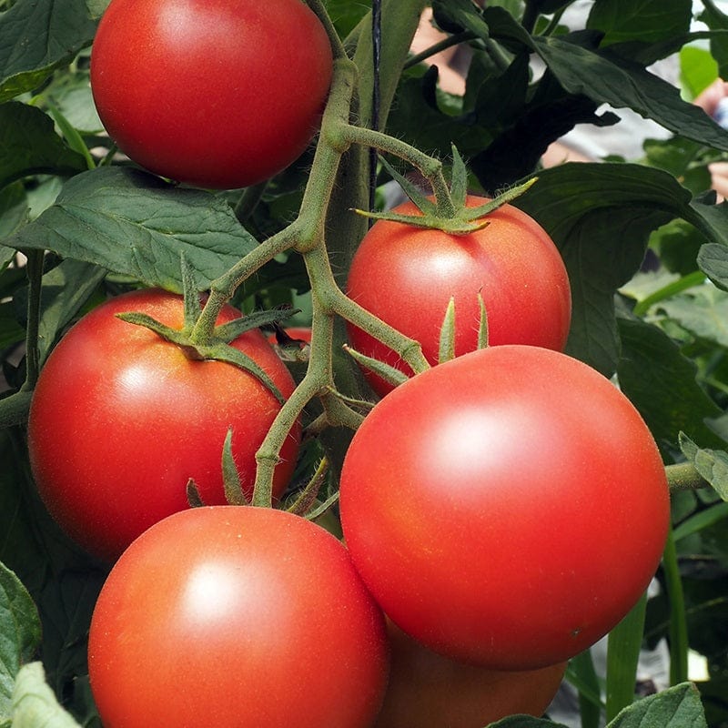 dt-brown VEGETABLE SEEDS Tomato Paoline F1 Seeds