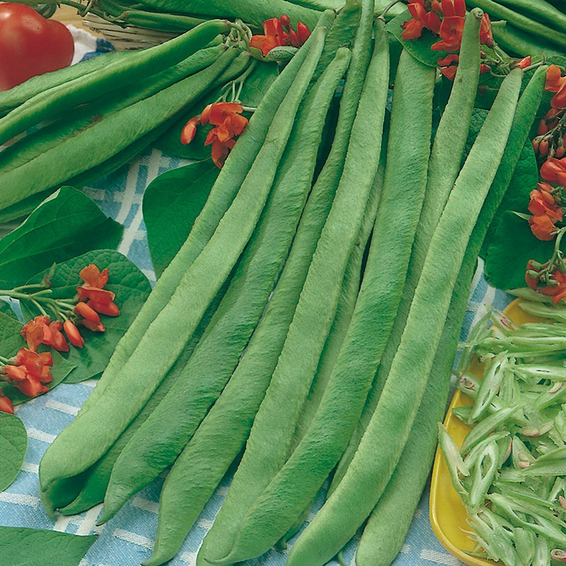 Runner Bean Prizewinner Seeds