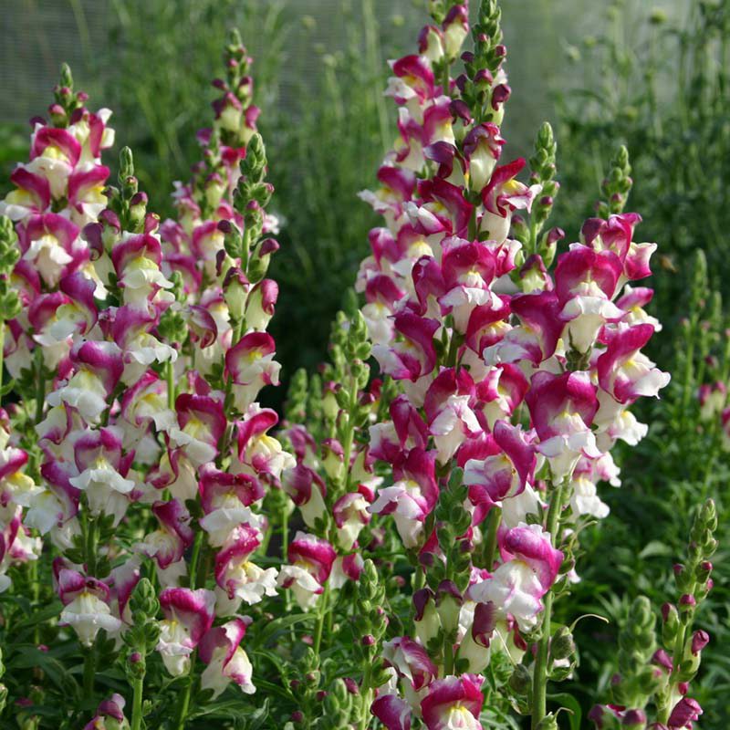 Antirrhinum Cherry Twist Seeds