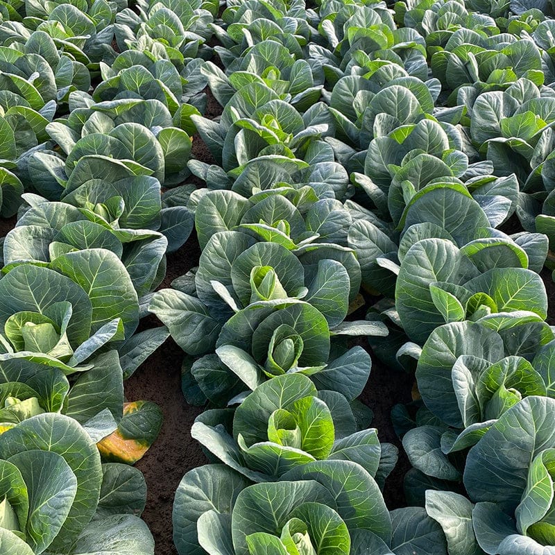 DT Brown VEGETABLE PLANTS Autumn Harvest Brassica Plant Collection