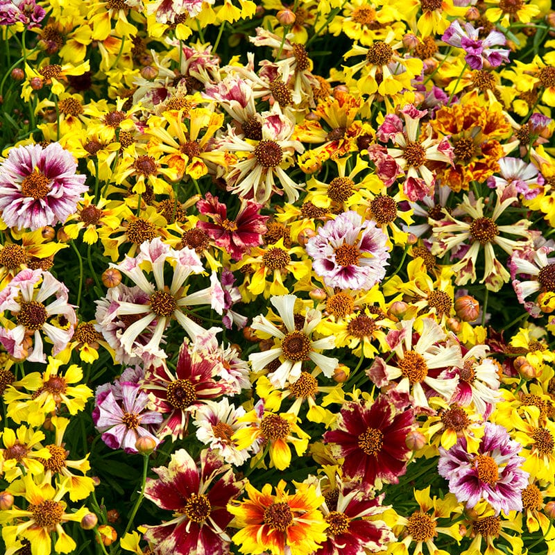 dt-brown FLOWER SEEDS Coreopsis Incredible Sea Shells Mix Seeds
