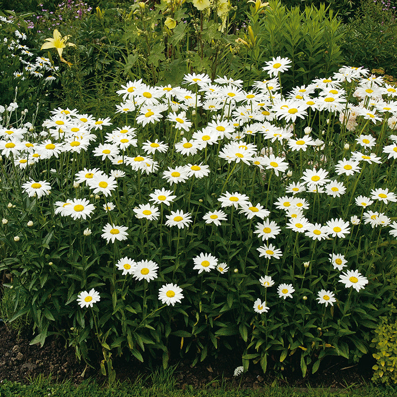 Chrysanthemum Ox-Eye Daisy Seeds