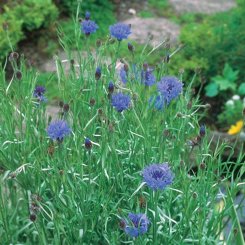 dt-brown FLOWER SEEDS Cornflower Wild Cornflower Seeds