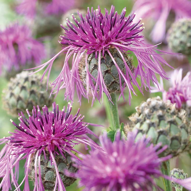 dt-brown FLOWER SEEDS Knapweed Wild Knapweed Seeds