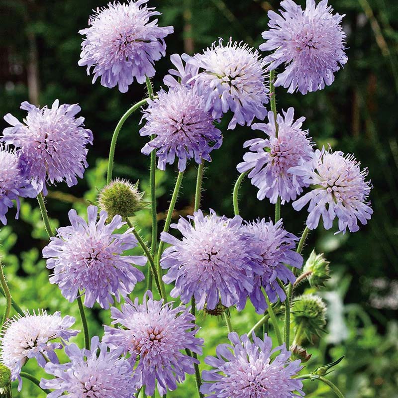 dt-brown FLOWER SEEDS Scabious Field Scabious Seeds