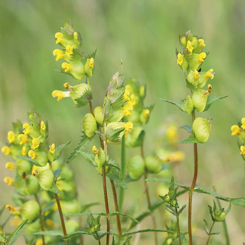 dt-brown FLOWER SEEDS Yellow Rattle Seeds