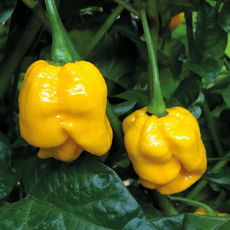 dt-brown VEGETABLE SEEDS Pepper (Chilli) Carolina Reaper Yellow Seeds