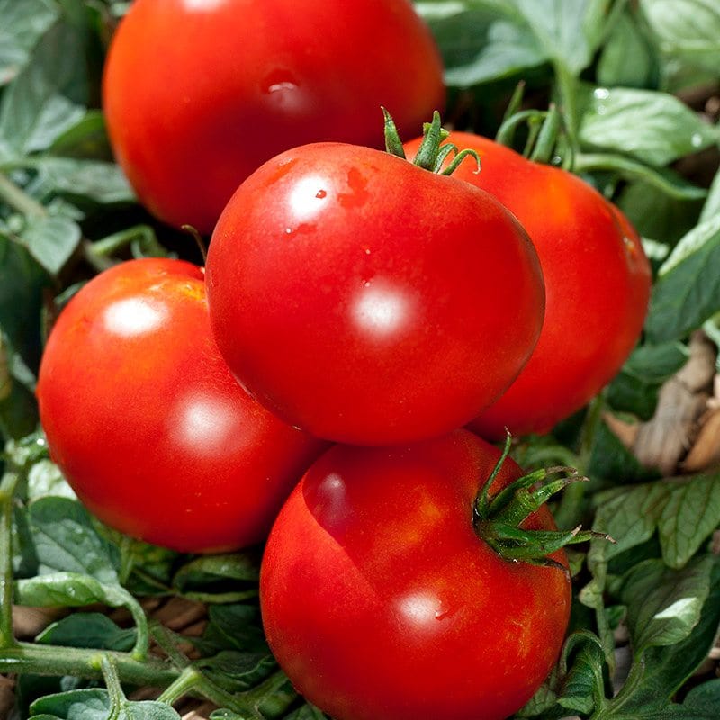 dt-brown VEGETABLE SEEDS Tomato Fandango F1 Seeds