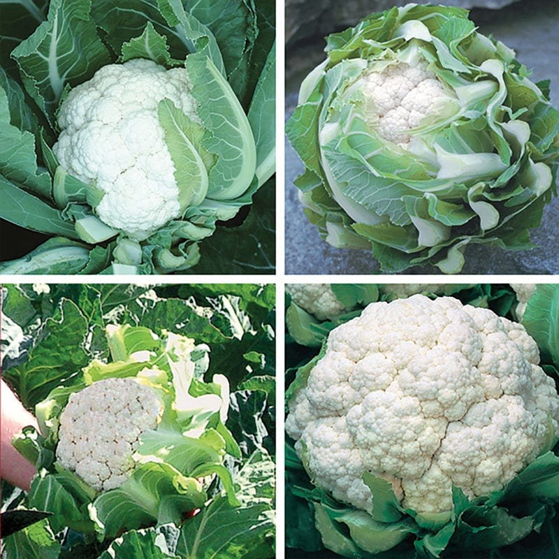 dt-brown VEGETABLE SEEDS Cauliflower Seeds Cropping Programme