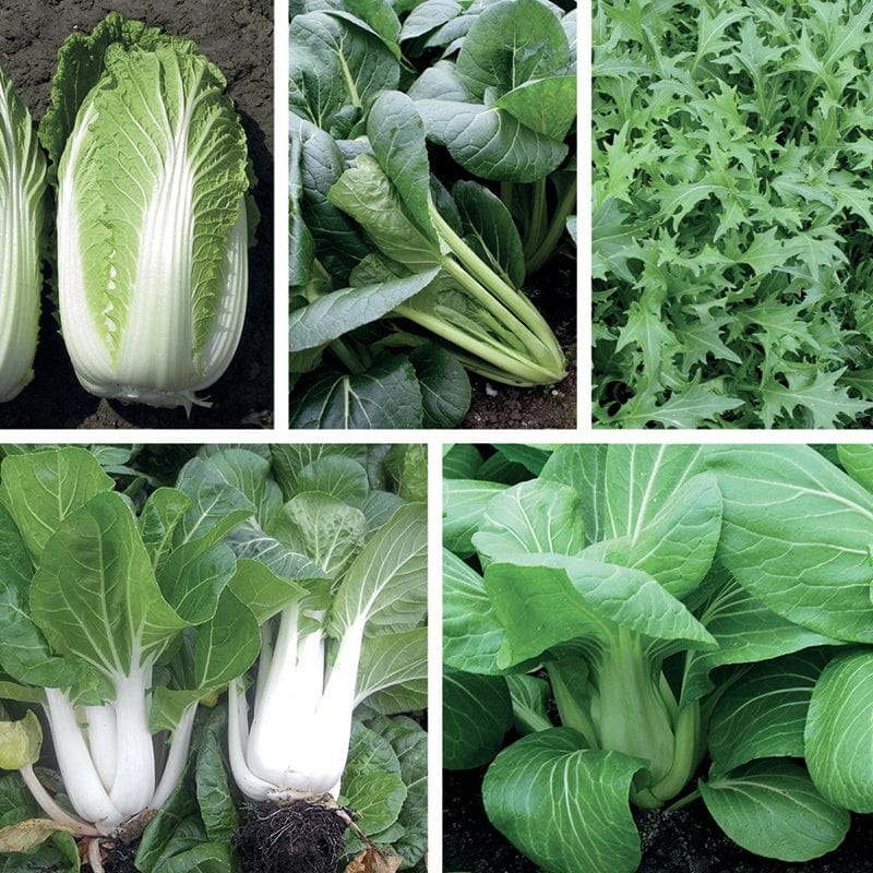 dt-brown VEGETABLE SEEDS All Year Round Oriental Greens Veg Seed Collection
