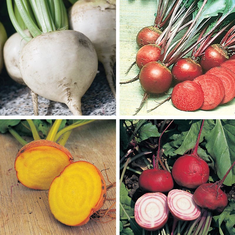 dt-brown VEGETABLE SEEDS Beetroot Seeds Coloured Collection