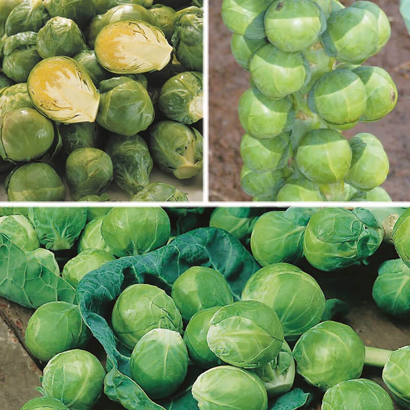 dt-brown VEGETABLE SEEDS Brussels Sprout Seeds Cropping Programme