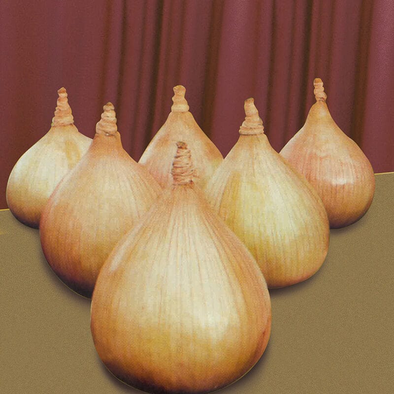 dt-brown VEGETABLE SEEDS Kelsae Onion Seed