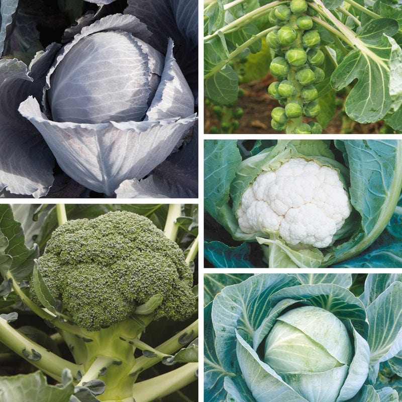 dt-brown VEGETABLE SEEDS Clubroot Resistant Brassica Seed Collection