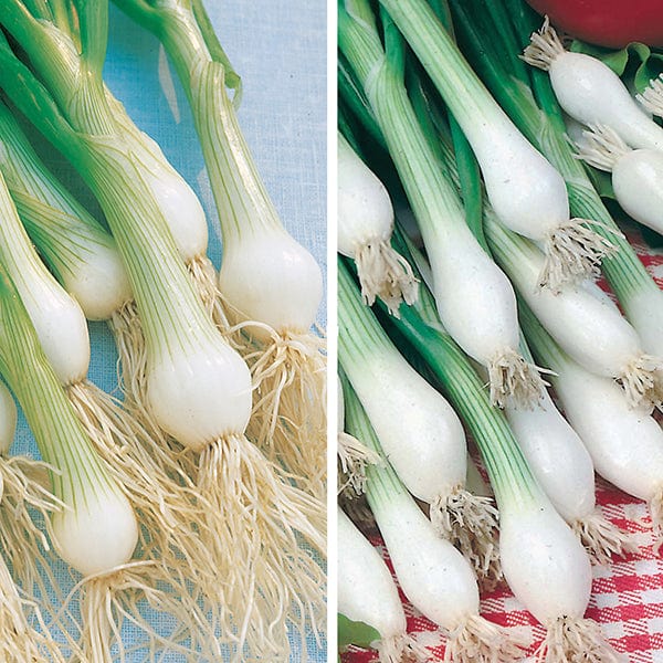 dt-brown VEGETABLE SEEDS Spring Onion Long Cropping Veg Seed Collection