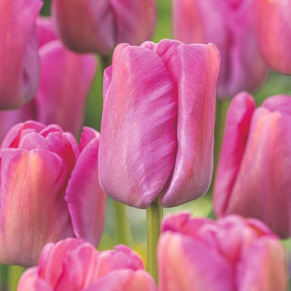 Close-up of pink tulips with a blurred background