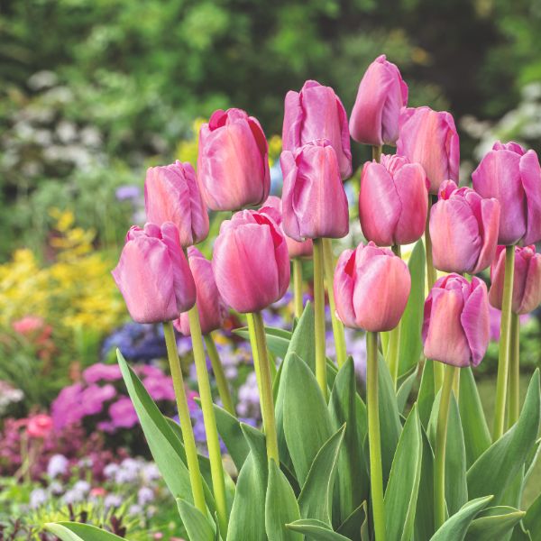 Group of pink tulips in a garden setting with blurred background