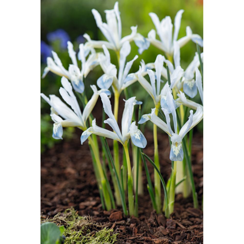 Iris Reticulata Frozen Planet Flower Bulbs