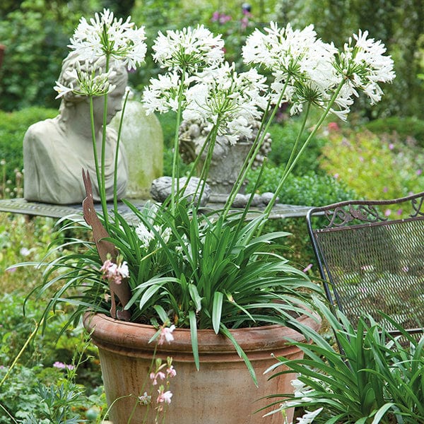 dt-brown FLOWER PLANTS Agapanthus White Umbrella Potted Flower Plant