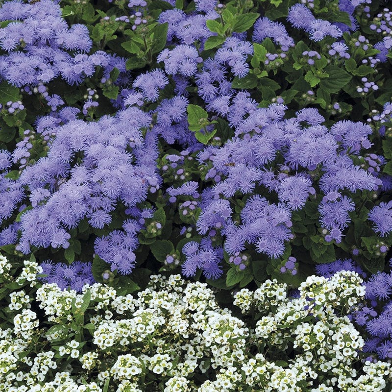 dt-brown FLOWER PLANTS Ageratum Champion Blue F1 Plug Plants
