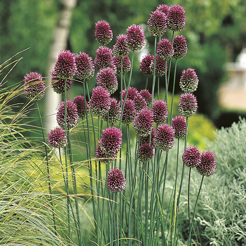 Purple flowering plants in a garden setting with greenery.