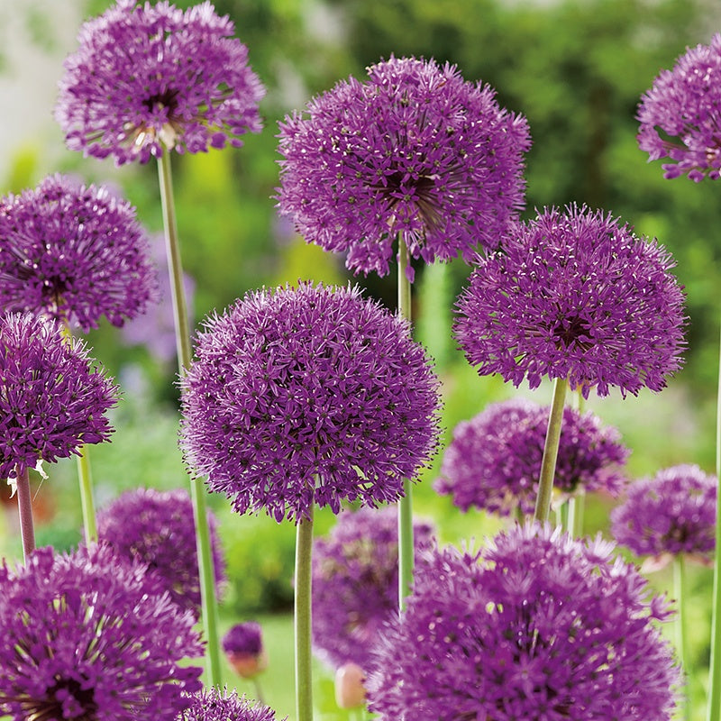 Close-up of purple allium flowers with a blurred green background