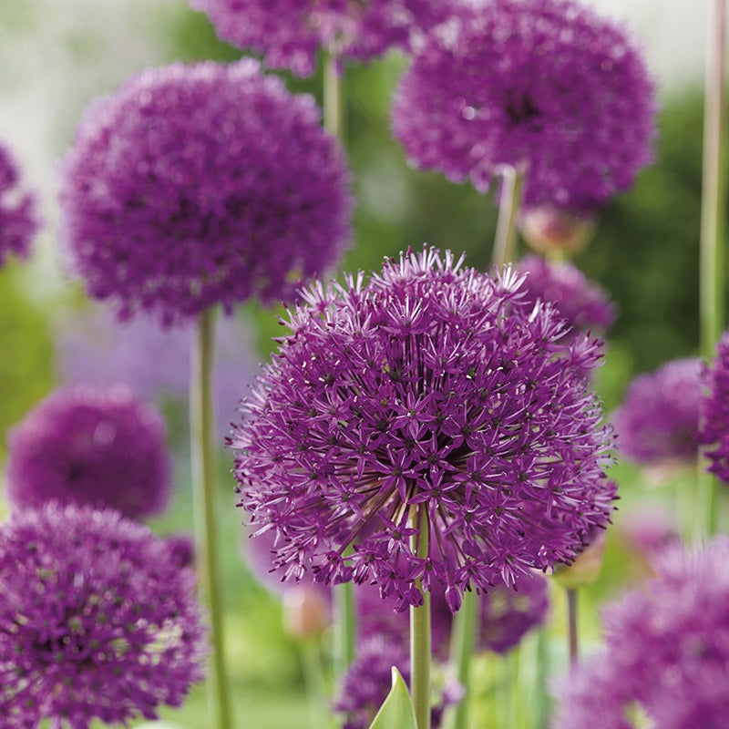 Close-up of purple allium flowers with a blurred green background